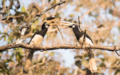 Low angle view of hornbills sharing the meal 