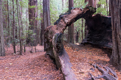 Trees in forest