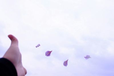 Close-up of hand holding pink flower