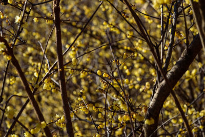Full frame shot of flowering plants during sunset