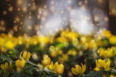 Close-up of yellow flowers