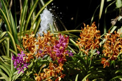 Close-up of flowers blooming outdoors