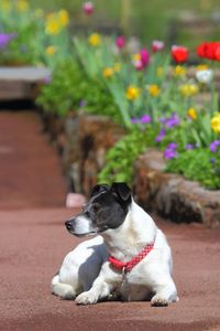 Dog looking away on footpath