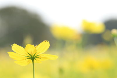 flowering plant