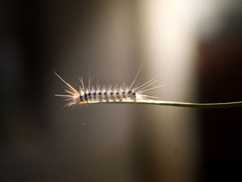 View of caterpillar on leaf