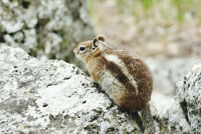 Close-up of squirrel on rock