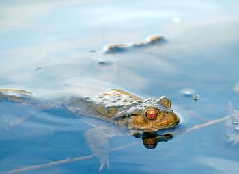 High angle view of turtle swimming in sea