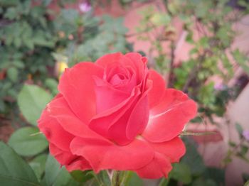 Close-up of red flower blooming outdoors