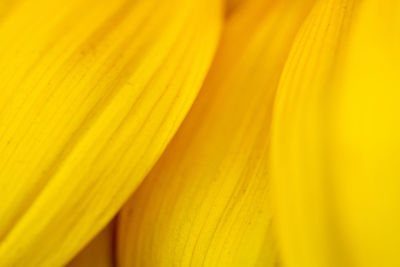Extreme close up of yellow flower