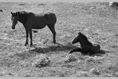 Horse grazing on field