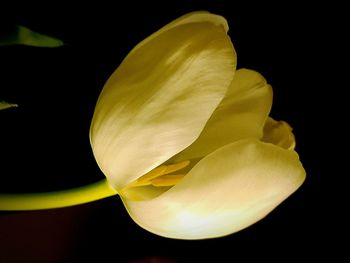 Close-up of yellow flower blooming against black background