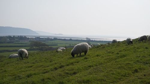 Sheep grazing in a field