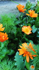 High angle view of orange flowers blooming outdoors