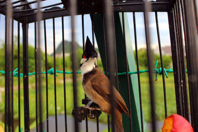 Close-up of bird perching outdoors