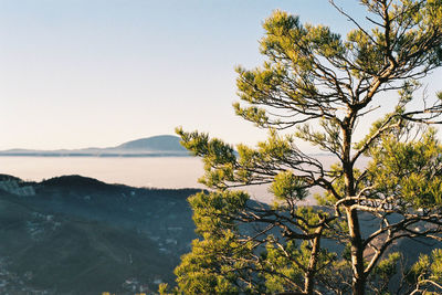 Tree by mountain against clear sky