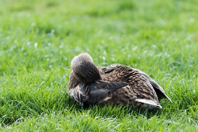 Close-up of duck on field