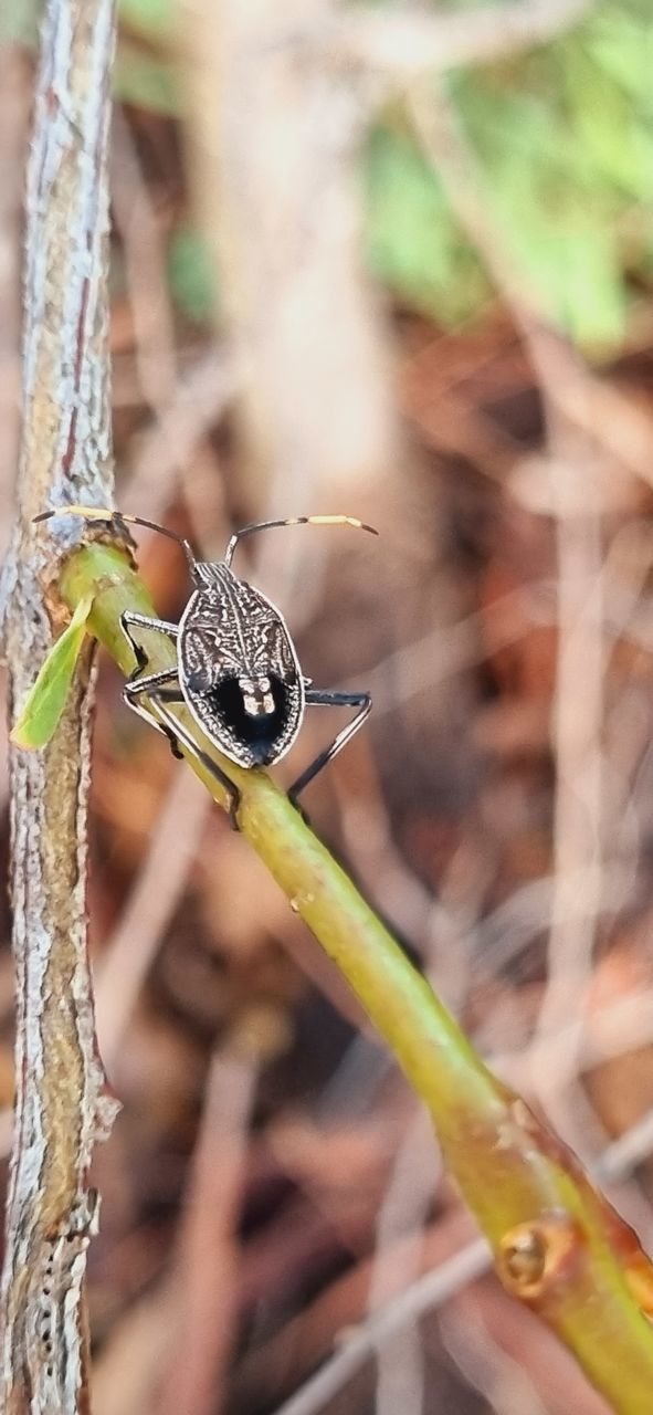 animal themes, animal, animal wildlife, wildlife, one animal, insect, nature, branch, close-up, macro photography, focus on foreground, no people, animal body part, outdoors, tree, animal wing, plant, day, environment, beauty in nature, selective focus