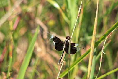 Close-up of dragonfly on plant