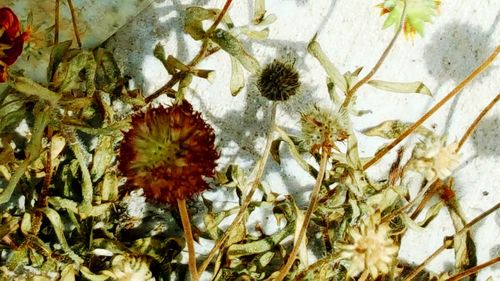 Close-up of flowers