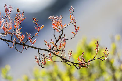 Close-up of flower tree against sky