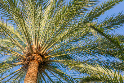 Low angle view of palm tree