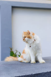 View of a dog looking away