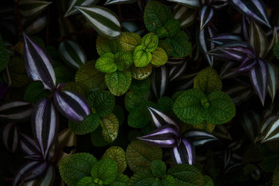 High angle view of purple flowering plants