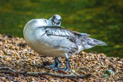 Close-up of bird perching outdoors