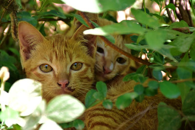 Portrait of cat with kitten