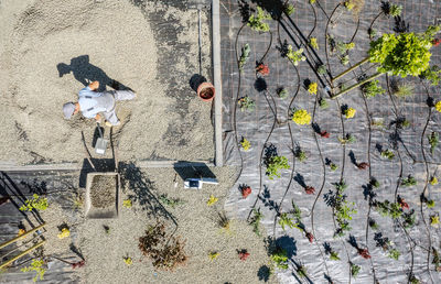 High angle view of plants