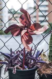 Pinwheel toy in potted plant against chainlink fence