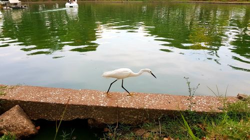 High angle view of birds on lakeshore