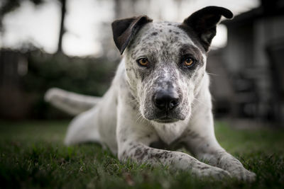 Portrait of dog relaxing on field