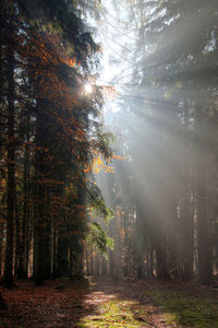 God beams - sun rays n the early morning forest