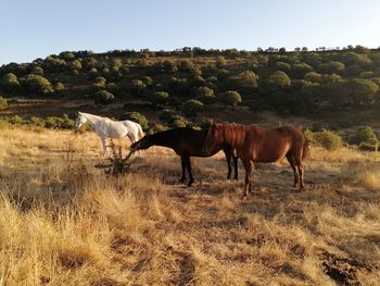 Horses in a field