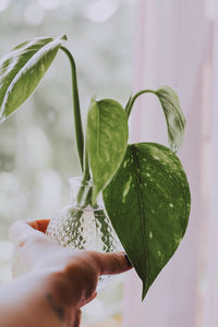 Close-up of hand holding leaves