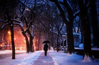 Rear view of a man walking on snow covered trees