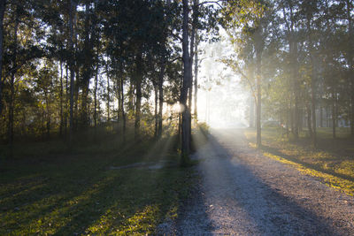 Dirt road passing through forest