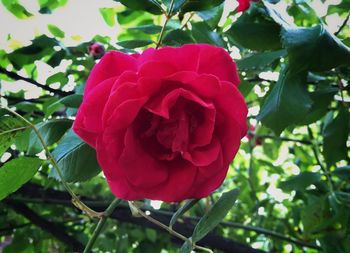 Close-up of pink rose