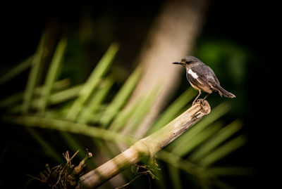 Close-up of bird perching on branch