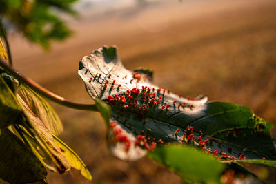 Close-up of butterfly on plant