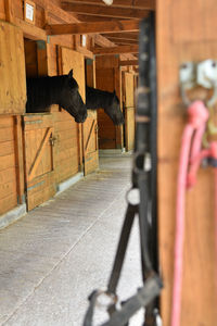 View of horse cart