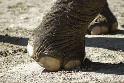 Low section of person wearing shoes
