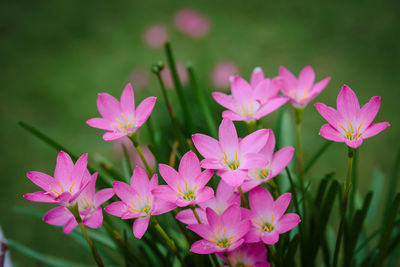 Close-up of pink flowering plants