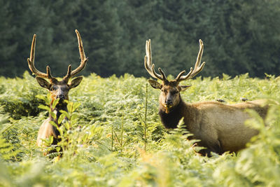 Portrait of deer