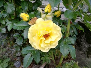 Close-up of yellow flowers blooming outdoors