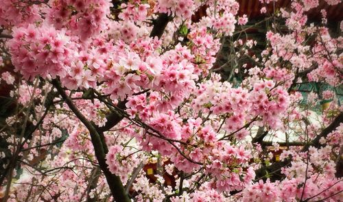 Low angle view of pink flowers