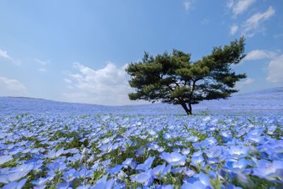 Scenic view of blue flowering plant against sky