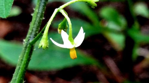 Close-up of white flowers