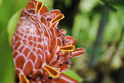 Close-up of orange flowering plant